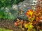 A stone wall with a vintage cart wheel and autumn coloured garden