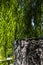 Stone wall and willow tree branches