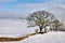 Stone Wall In Winter Snow