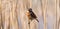 Stonechat bird sitting on a reed., birdwatching banner