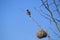 STONECHAT BIRD ON TWIG OF THORN TREE ABOVE A WEAVER`S NEST