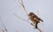 Stonechat on the Edge of Tree