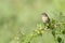 Stonechat looking over shoulder