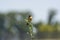 Stonechat male on stalk plant in nature conservation area