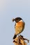 Stonechat with a prey in the beak at sunset