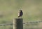 Stonechat resting on a fence post with it`s back to the camera, looking left