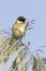 Stonechat resting on reed / Saxicola torquata