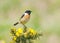 Stonechat (Saxicola rubicola)