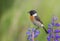 Stonechat - Saxicola rubicola