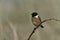 Stonechat, Saxicola torquata