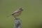 Stonechat, Saxicola torquata