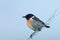 Stonechat Saxicola torquata with small food