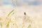 Stonechat (Saxicola torquata) on some long grass looking into distance, taken in the UK