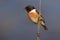 Stonechat (Saxicola torquatus)