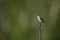 Stonechat Saxicola torquatus on the branch