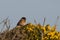 Stonechat singing on a gorse bush