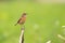 Stonechat singing on lime green background