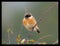Stonechat on a twig in Winter