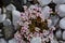 Stonecrop in early spring in bloom in a stone garden