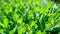 Stonecrop green sedum hybridum immergrunchen flowers plant shaking by wind in sunlights
