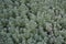 Stonecrop. Hare cabbage. Sedum. Green moss. Decorative grassy carpet