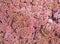 Stonecrop pink sedum flower wallpaper