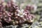 Stonecrop, Sedum brevifolium