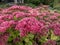 Stonecrop (Sedum telephium) \\\'Herbsfreude\\\' flowering with clusters revealing tiny, star-like flowers