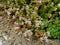 Stonecrop white lat. Sedum album in bloom