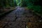 A stoned entrance of Hakone shrine, in the forest in Japan