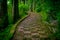 A stoned entrance of Hakone shrine, in the forest in a sunny day in Kyoto, Japan