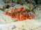 Stonefish