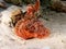 Stonefish on the reef