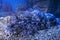 Stonefish Synanceia verrucosa in marine aquarium