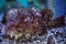 A stonefish Synanceia verrucosa in marine aquarium