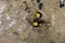 Stonefish with yellow fin in shallow sea waters