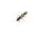 Stonefly trout food insekt plecoptera