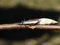 Stonefly trout food insekt plecoptera