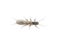 Stonefly trout food insekt plecoptera