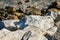 Stones along the rugged coast pacific ocean