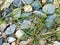 Stones and blades of grass scattered on the ground, textured