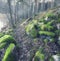 stones covered with bright green moss on the trail along the lake in late autumn