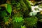 Stones covered with green moss and fern in forest of New Zealand