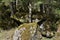 Stones covered with moss in dense forest close to path towards to Murg lakes