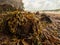 Stones covered with seaweed on a tidal estuary at low tide