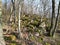 Stones in the forest covered with moss