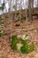 Stones in the forest on which mosses and lichens grow, Tennessee