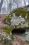 Stones in the forest on which mosses and lichens grow, Tennessee