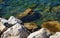 Stones, hard brown rocks and transparent water, background