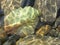 Stones and leaf under transparent water.